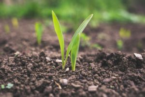 ACLP contributes to agrIDées discussion on international seed strategies